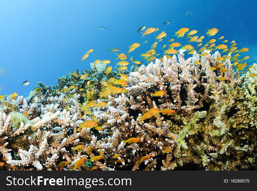 Orange and pink tropical fish on a reef. Orange and pink tropical fish on a reef