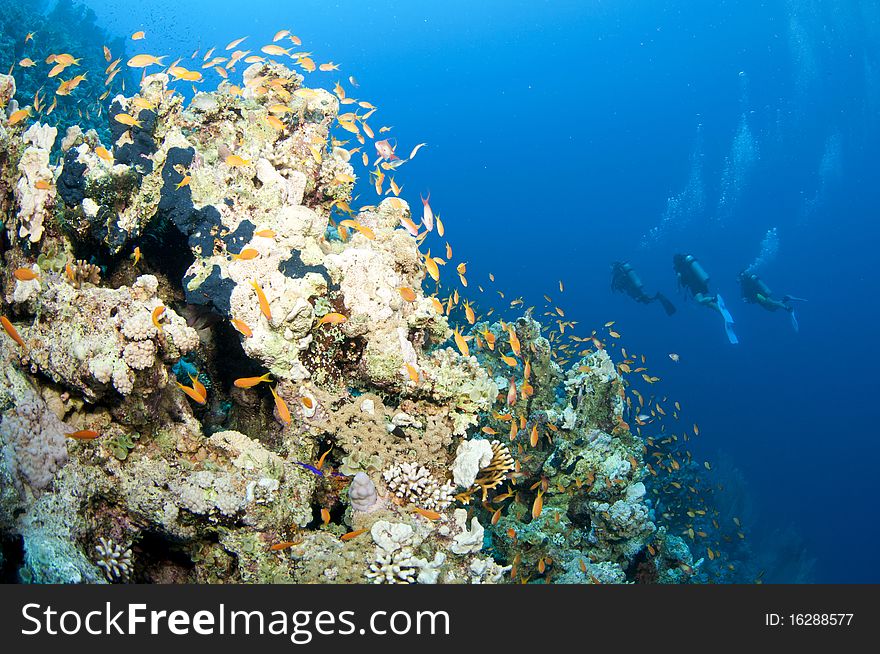 Scuba Divers On Coral Reef