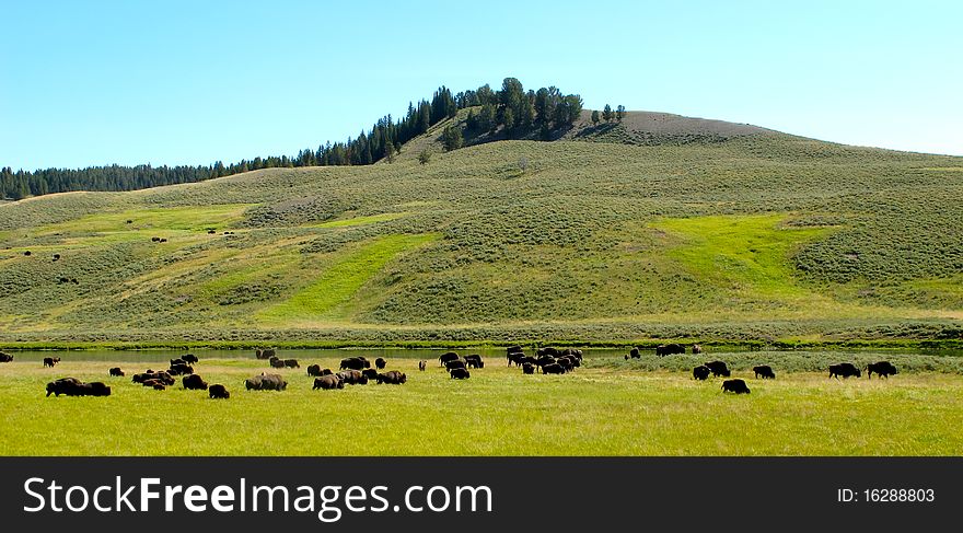 bisons in valley yellow stone national park wyoming west america. bisons in valley yellow stone national park wyoming west america