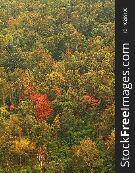 Forestry in many colors in asia