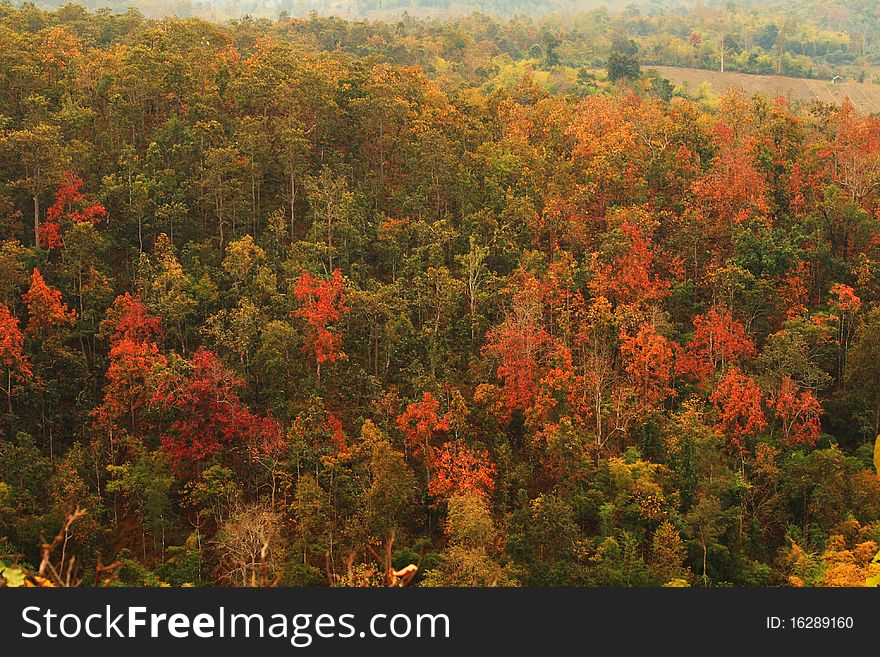 Forestry In Many Colors