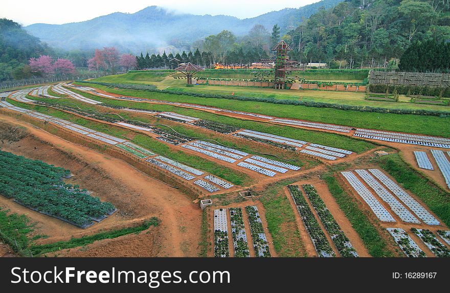 Garden vegetables oriented mountain in asia