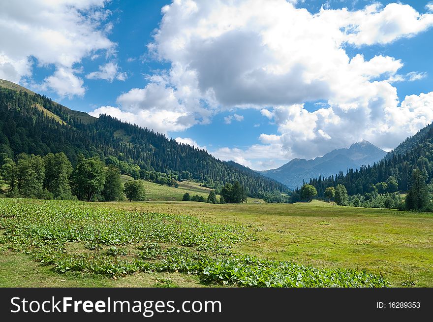 In Lake Ritsa Vicinities. Abkhazia.