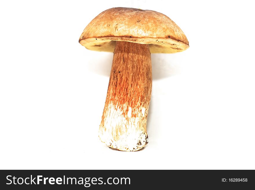 Photo of the mushroom on white background