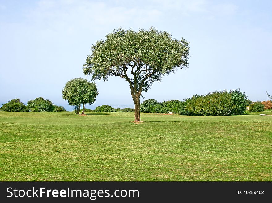 Tree In Field