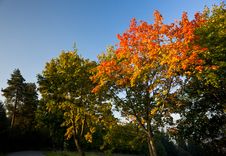 Autumn Trees In Morning Light Stock Photos Autumn Trees In Morning Light Stock Photos
