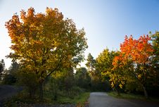 Autumn Trees In Morning Light Stock Photos Autumn Trees In Morning Light Stock Photos