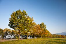 Autumn Trees In Morning Light Royalty Free Stock Photo Autumn Trees In Morning Light Royalty Free Stock Photo