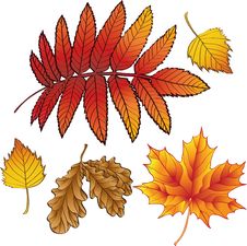 A Set Of Autumn Leaves Royalty Free Stock Photo
