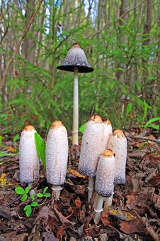 Group Toadstool Stock Images Group Toadstool Stock Images