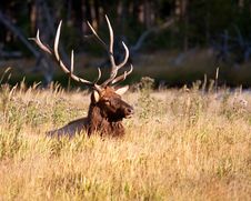 Bull Elk Royalty Free Stock Photography