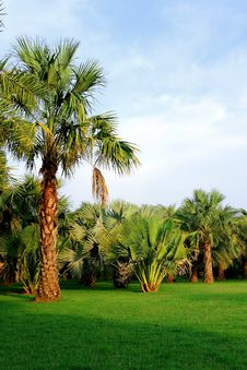 Palm Trees In Tropical Garden Stock Photo Palm Trees In Tropical Garden Stock Photo