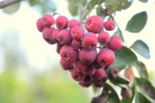 Red Fruits Stock Photography