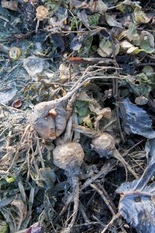 Free Turnips Waste Stock Photo - 16297480