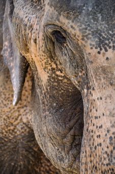 Elephant Close Up Royalty Free Stock Images