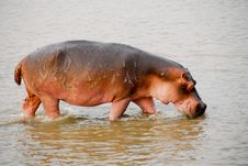 Hippopotamus Injured Royalty Free Stock Images Hippopotamus Injured Royalty Free Stock Images