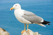 Seagull Royalty Free Stock Image