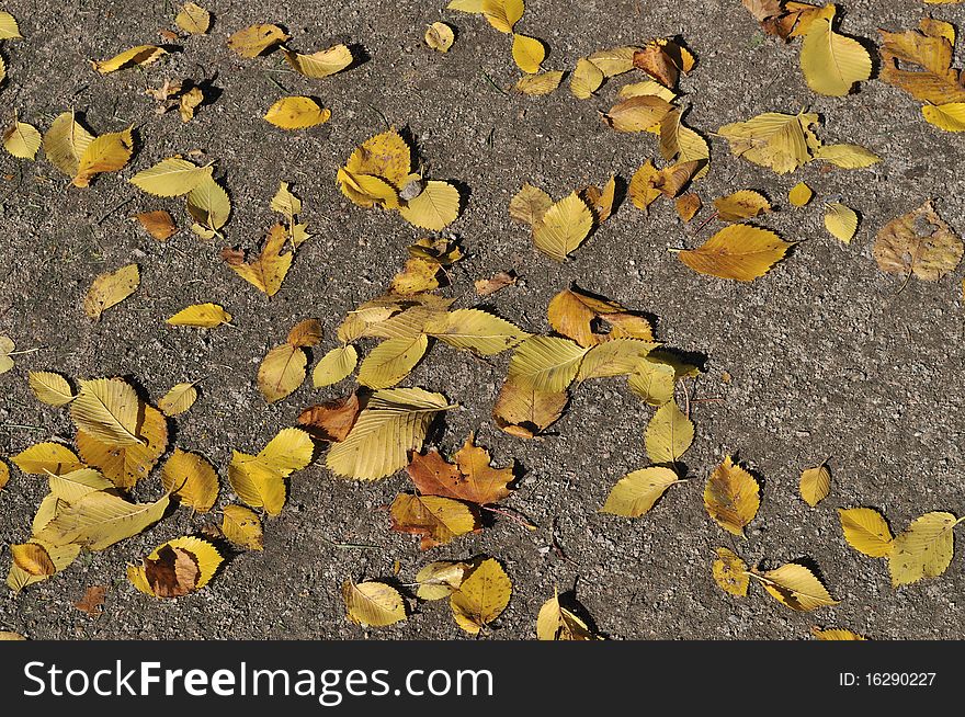 Dry Leaves On Sand Footway