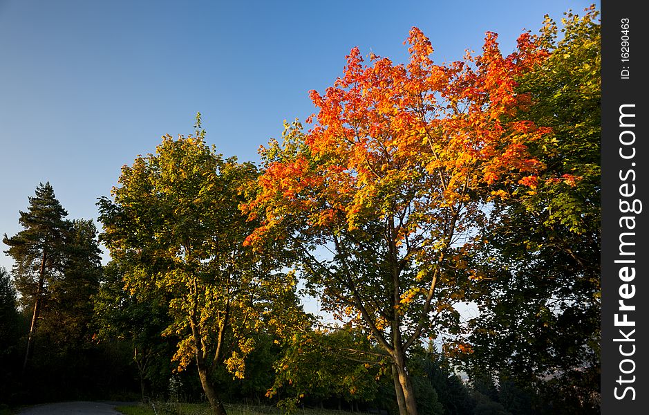 Autumn trees in morning light