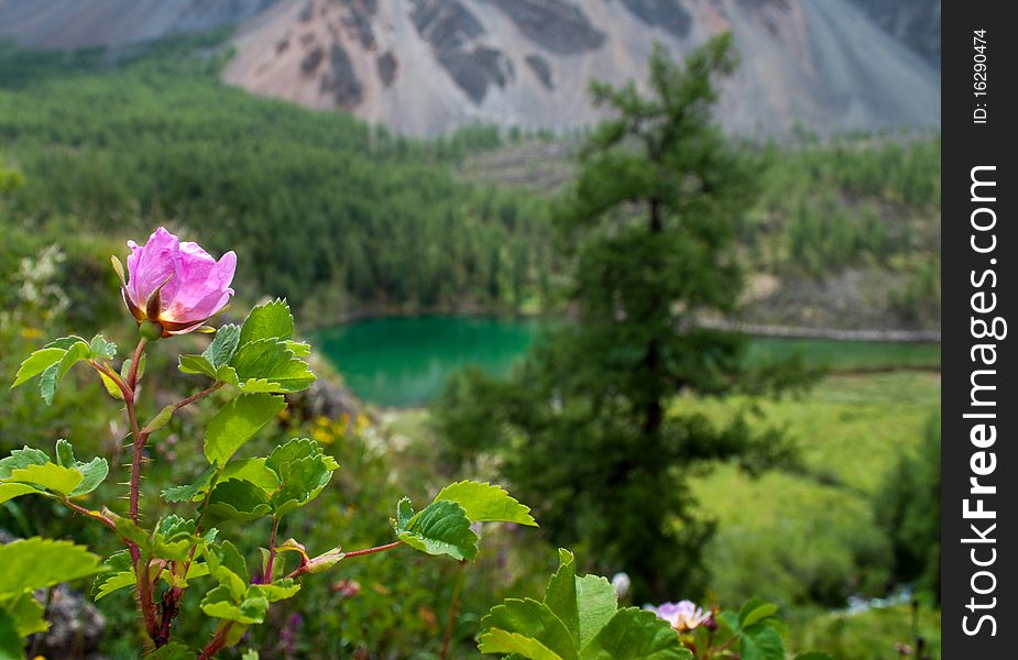 The pink dogrose on a mountain slope in a summer day