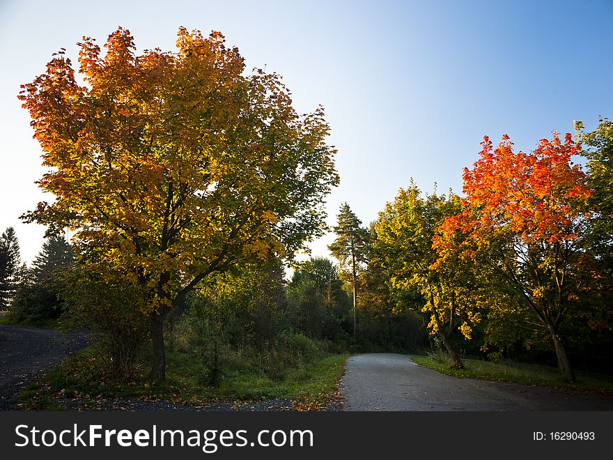 Red and yellow autumn trees in morning light