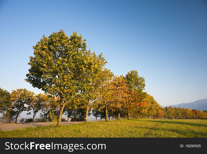 Autumn trees in morning light