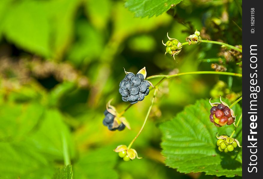 Fresh blackberries straight from nature. Fresh blackberries straight from nature