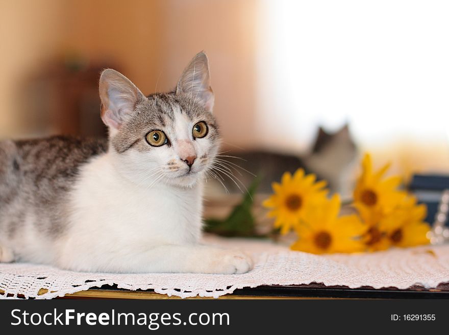 Beautiful cat and flowers on the table in front of the mirror. Beautiful cat and flowers on the table in front of the mirror