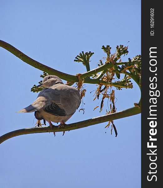 Dove bird sitting on the branch of the Agave plant in bloom *with space for text (copyspace). Dove bird sitting on the branch of the Agave plant in bloom *with space for text (copyspace)
