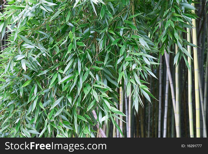 Phyllostachys, Bamboo.