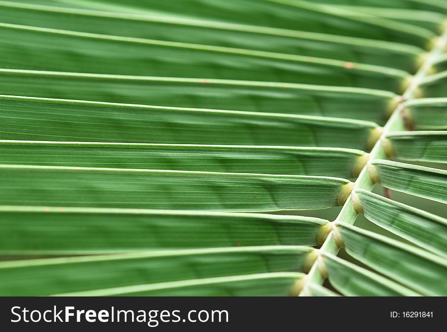 Abstraction: green sheet of a date palm tree. Abstraction: green sheet of a date palm tree.