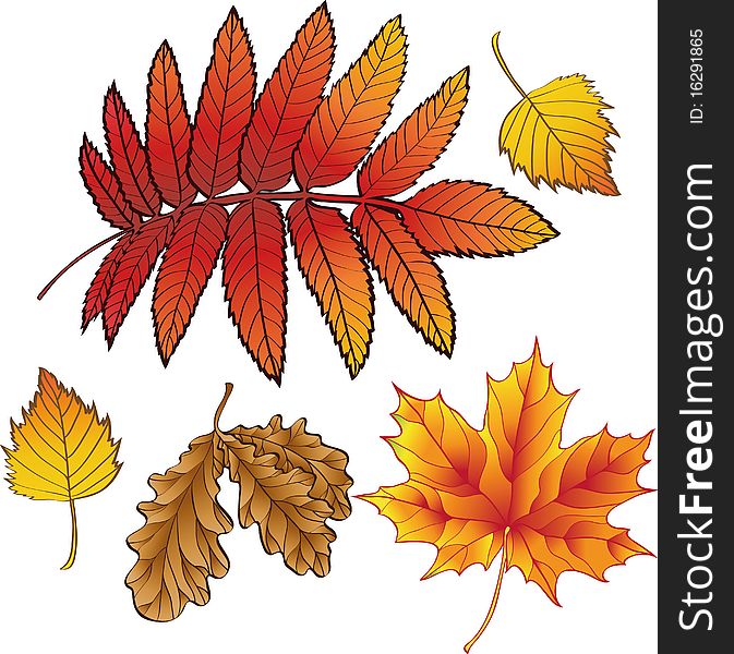 A set of autumn leaves for design