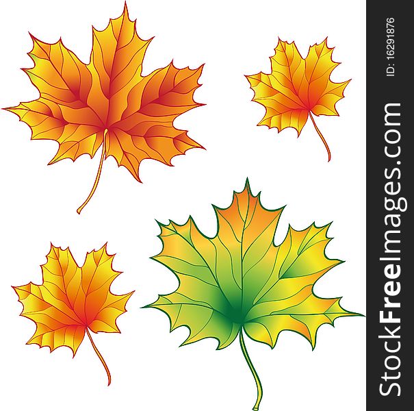 A set of maple leaves for design