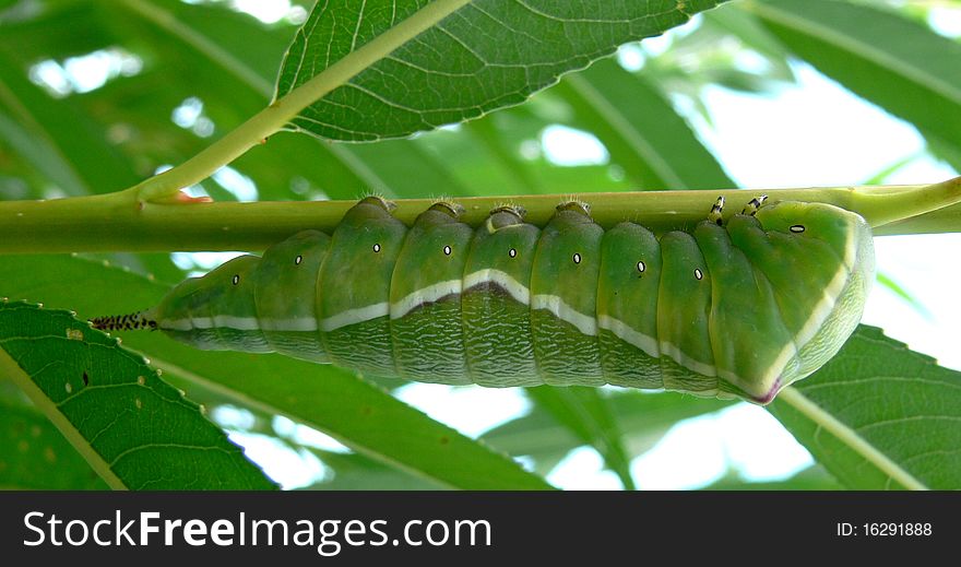 Side View - Puss Moth Caterpillar On Willow