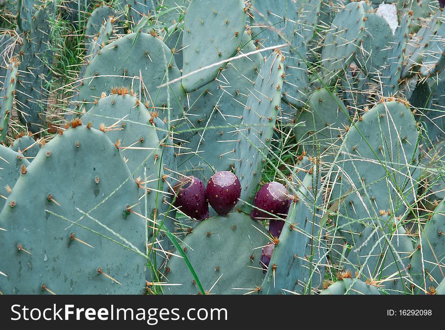 Cactus. Opuntia Megacantha