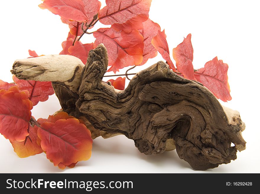 Branches with red leaves and root