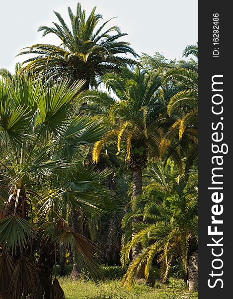 Palm Tree In Subtropics.