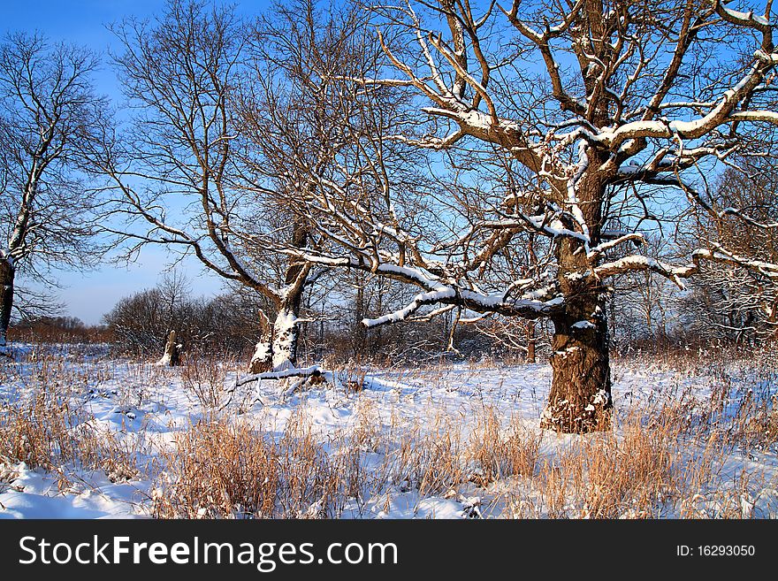 Old oak wood in snow