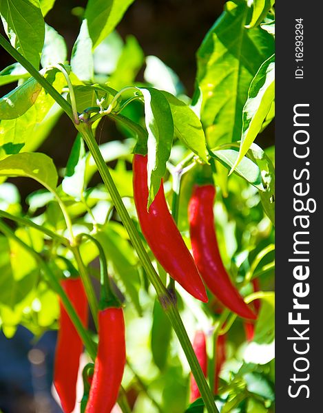 A plant of chilli in a sunny day