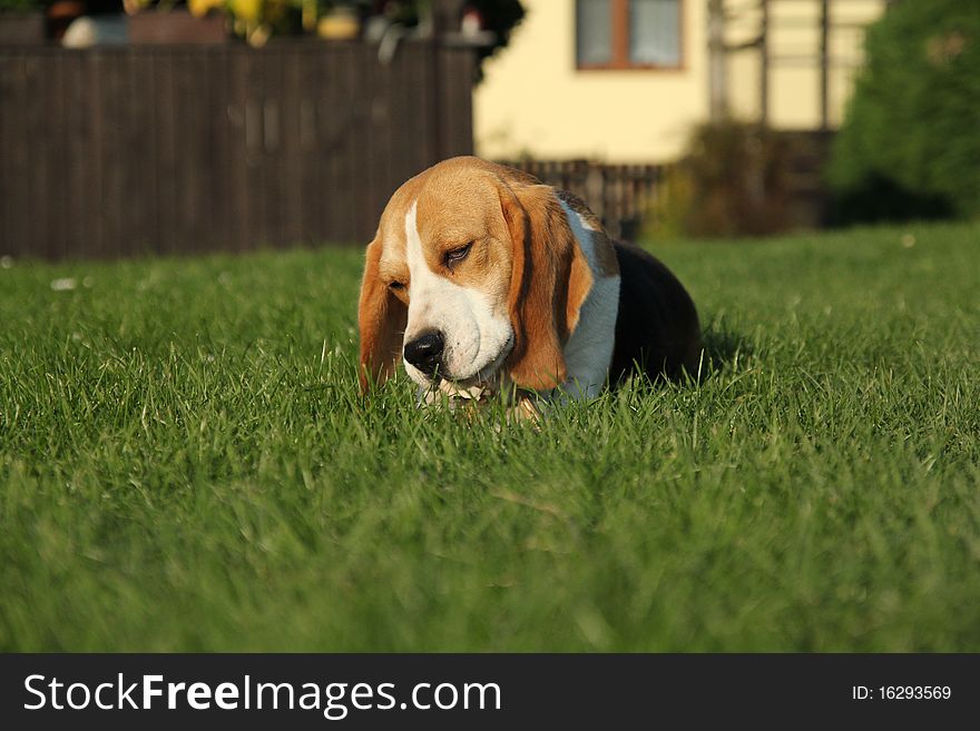 Beagle in the garden