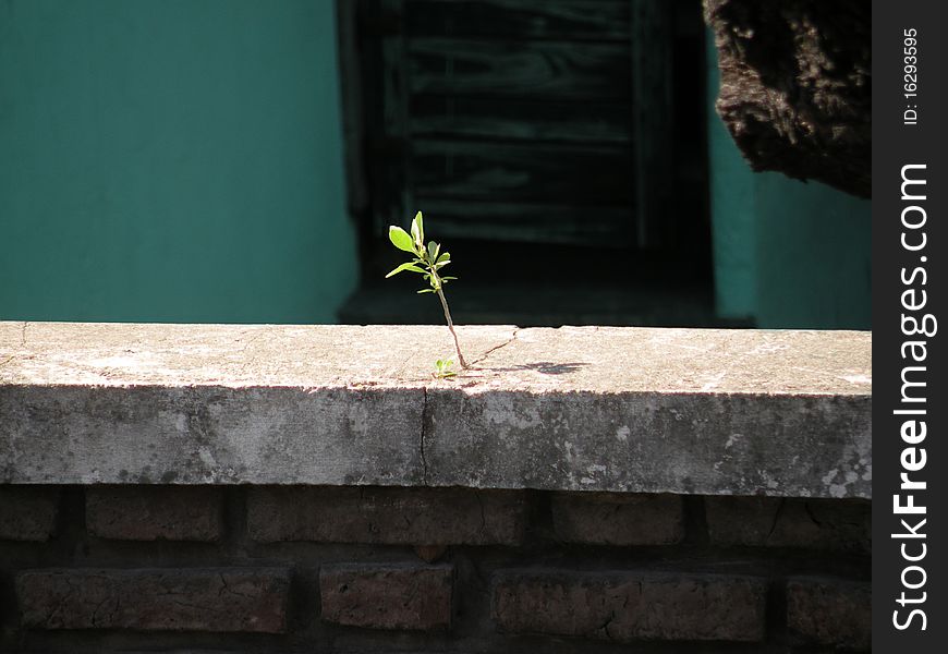 A small plant that grows in the cement in front of a house. A small plant that grows in the cement in front of a house.