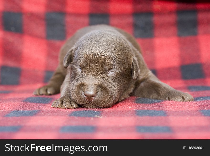 Newborn brown labrador puppy