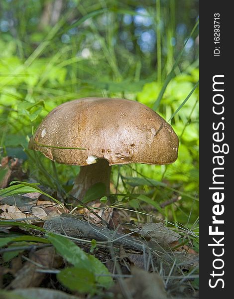 Cep mushroom in the forest