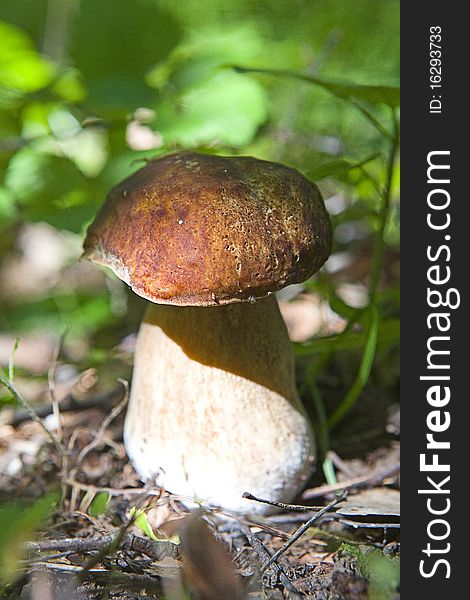 Cep mushroom in the forest