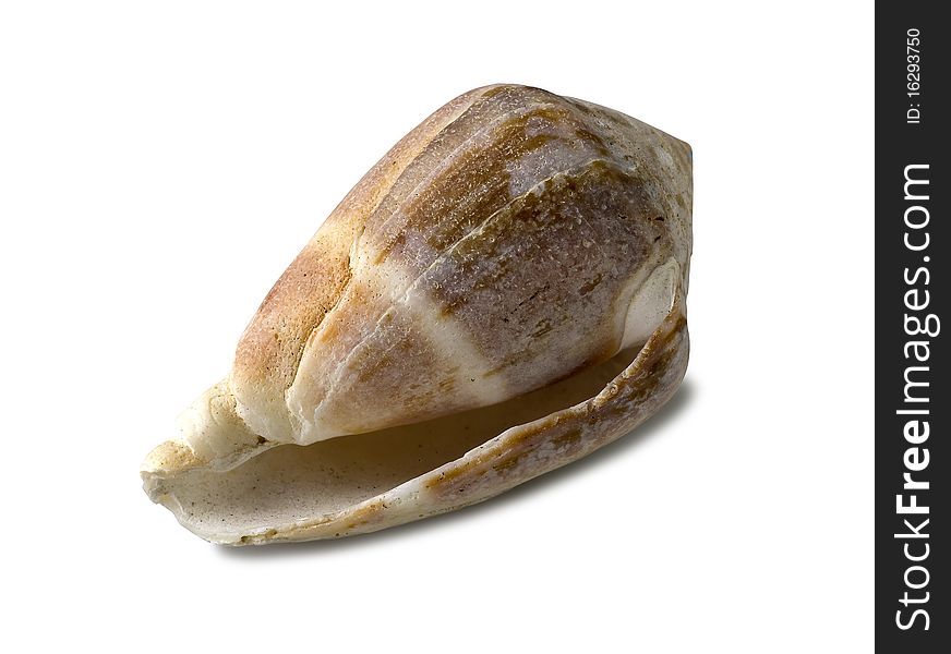 Exotic shellfish (clipping path) on white background
