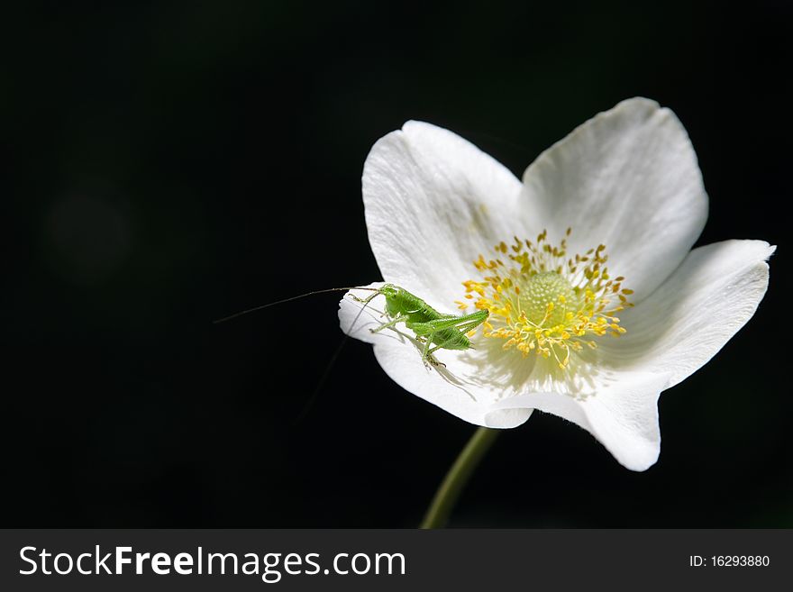 Small Grasshopper On Anemones Flower