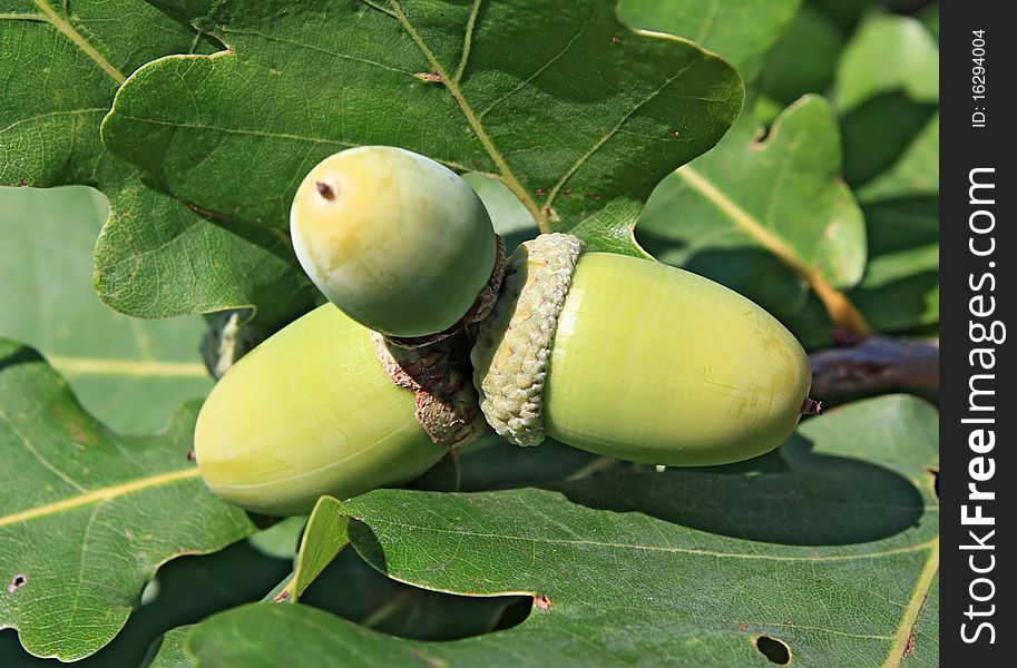 Green acorn amongst oak sheet