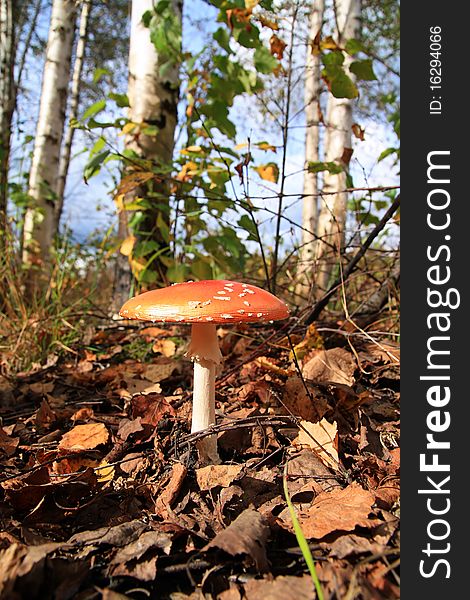 Fly agaric in autumn wood