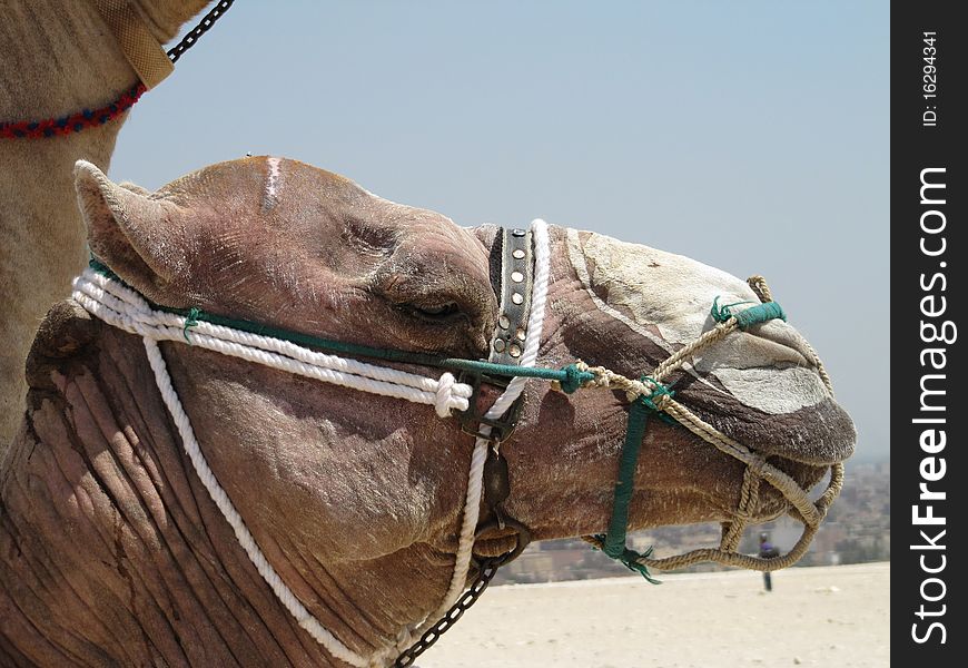 Camel head, summer time in Egypt