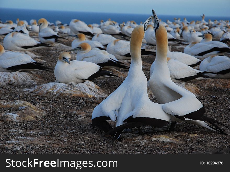 The gannet colony on Cape Kidnappers, Hawke Bay, New Zealand.